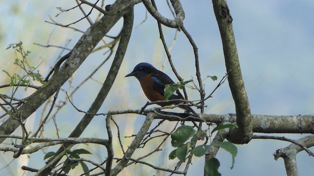 Blue-capped Rock-Thrush - ML615272176