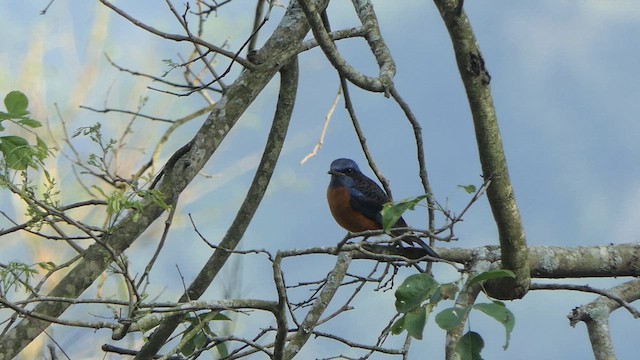 Blue-capped Rock-Thrush - ML615272177