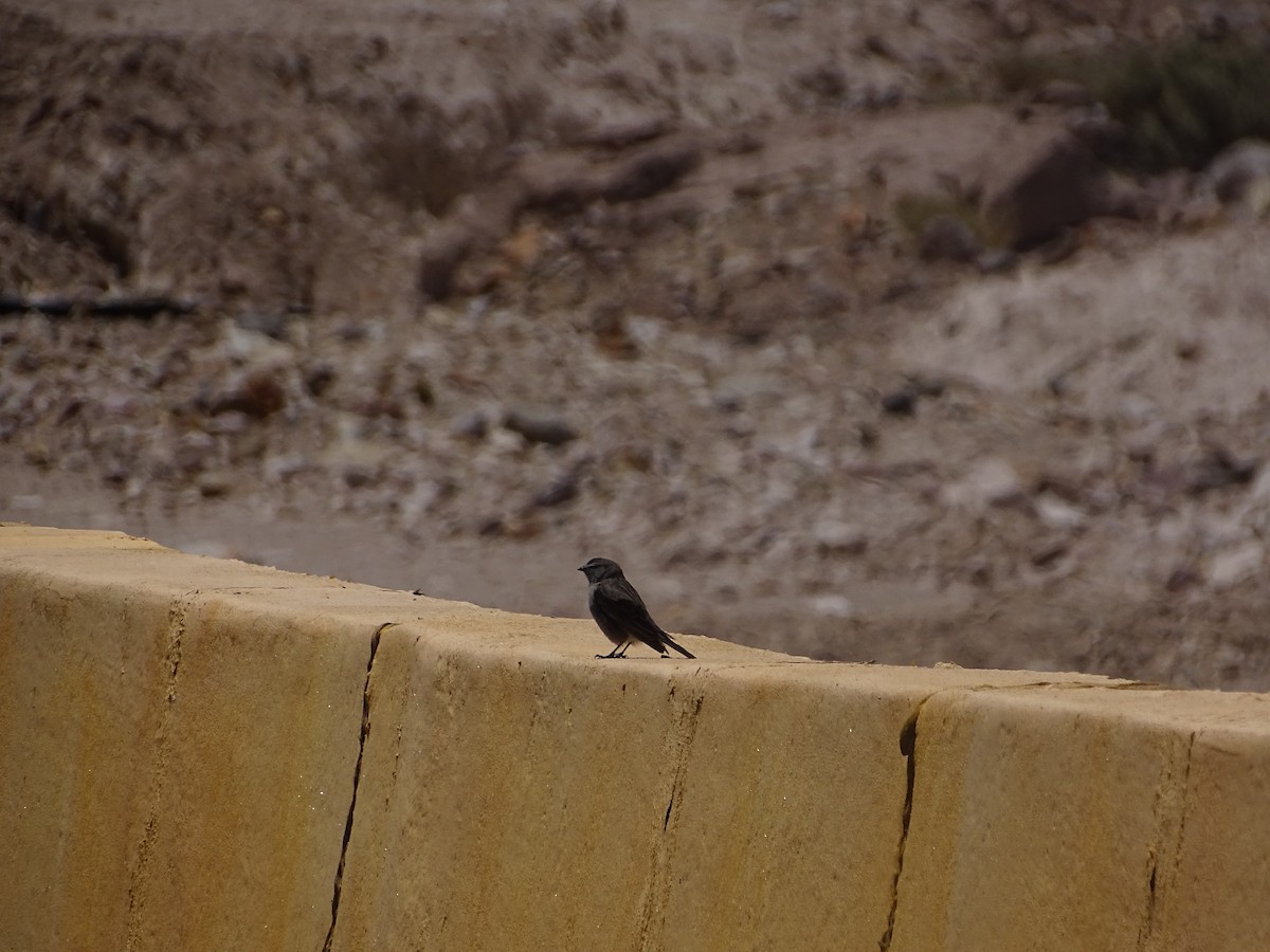 Ash-breasted Sierra Finch - ML615272194