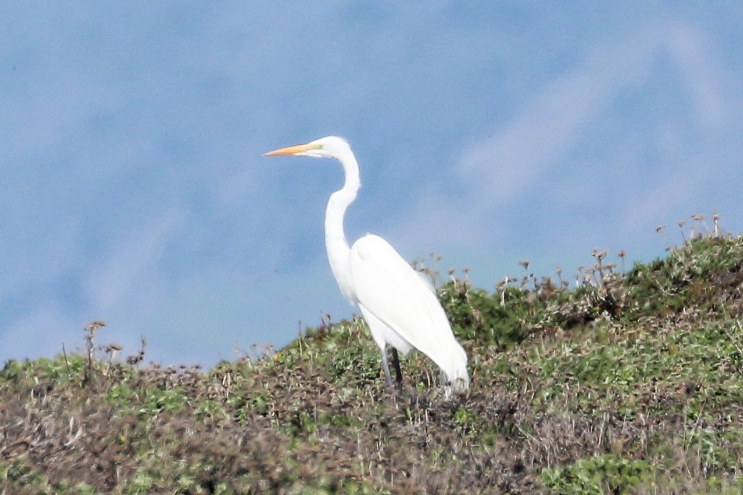 Great Egret - ML615272208