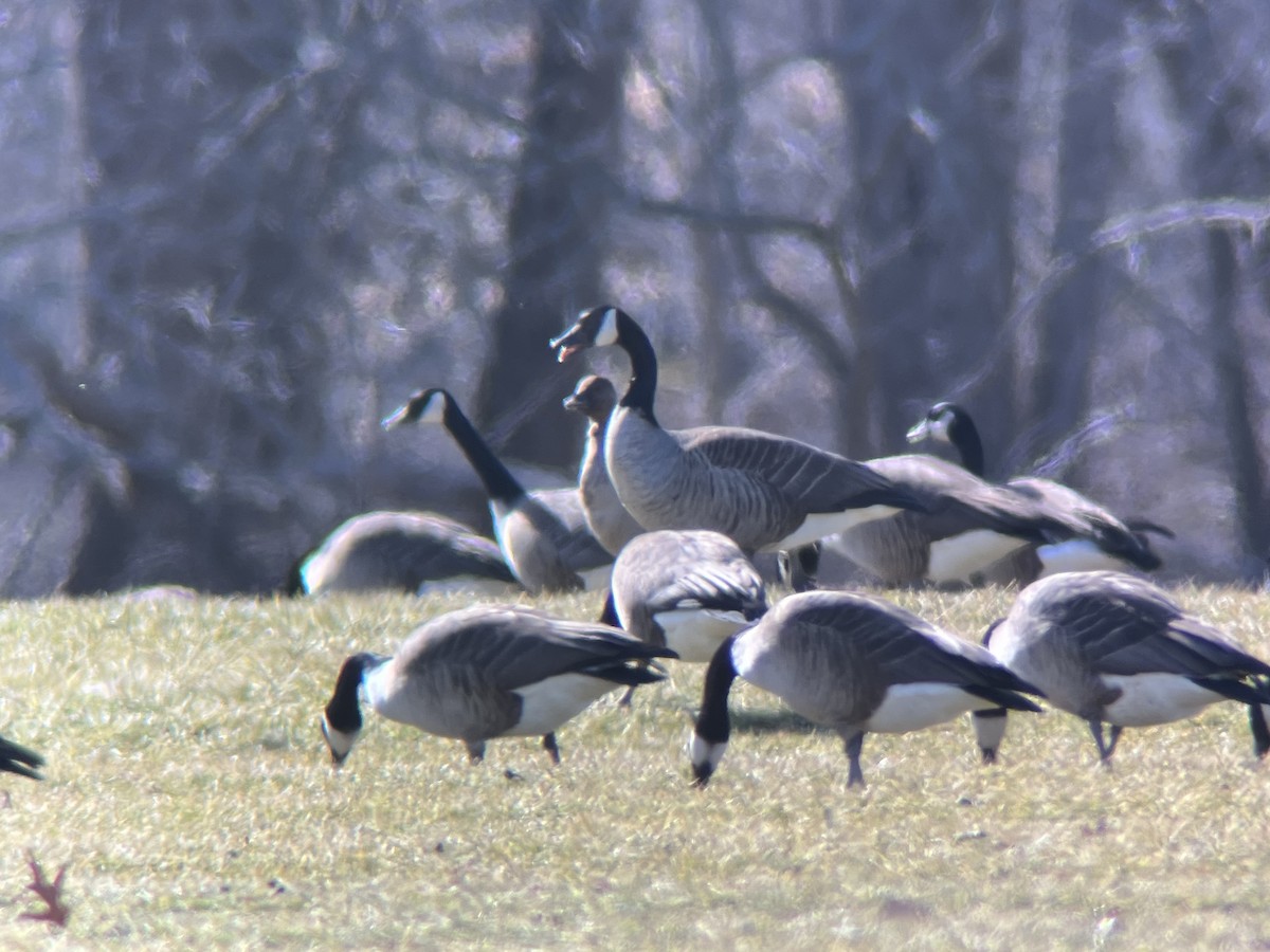 Pink-footed Goose - Aidan Kiley