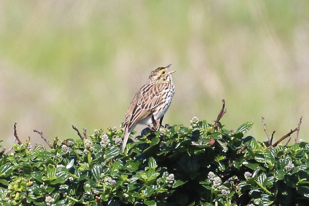 Savannah Sparrow - Jeffrey Fenwick