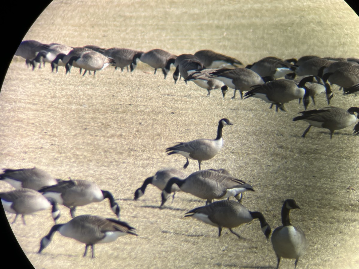 Cackling Goose (Richardson's) - Aidan Kiley