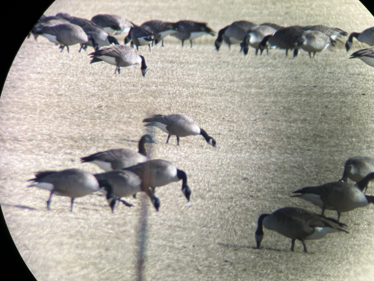 Cackling Goose (Richardson's) - Aidan Kiley