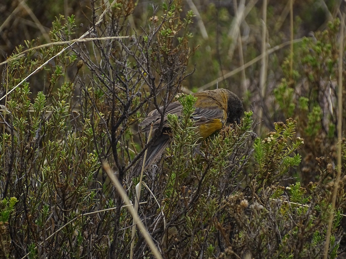 Black-hooded Sierra Finch - ML615272247