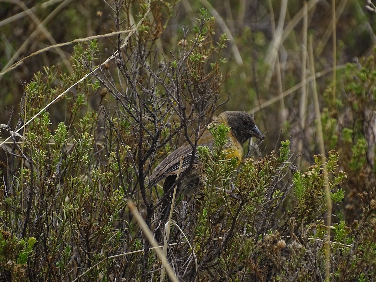 Black-hooded Sierra Finch - ML615272265