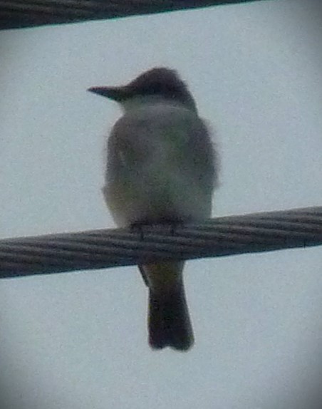 Gray Kingbird - ML615272309