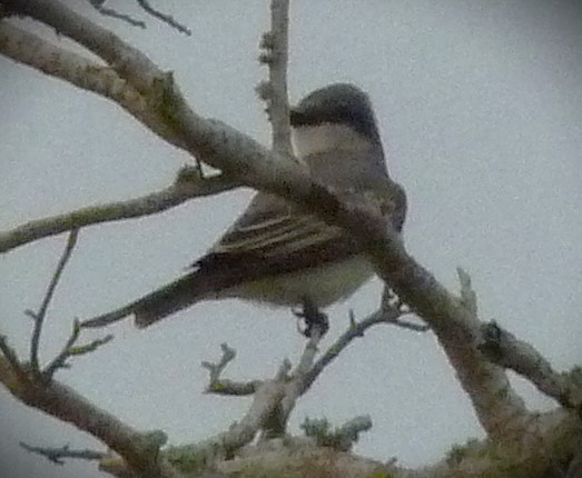 Gray Kingbird - ML615272318