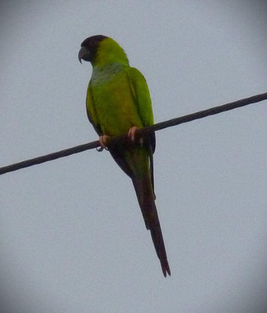 Nanday Parakeet - ML615272334