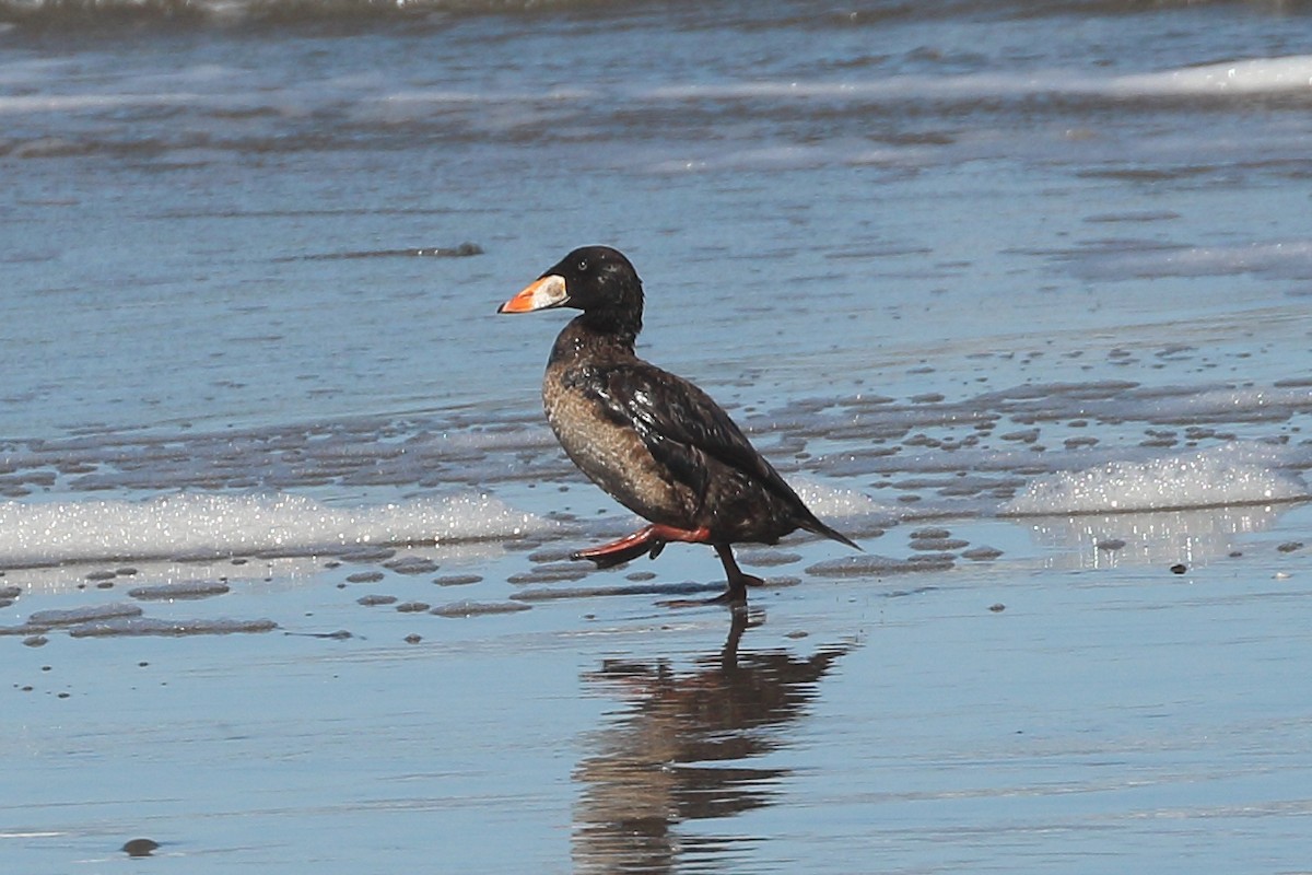 Surf Scoter - ML615272335