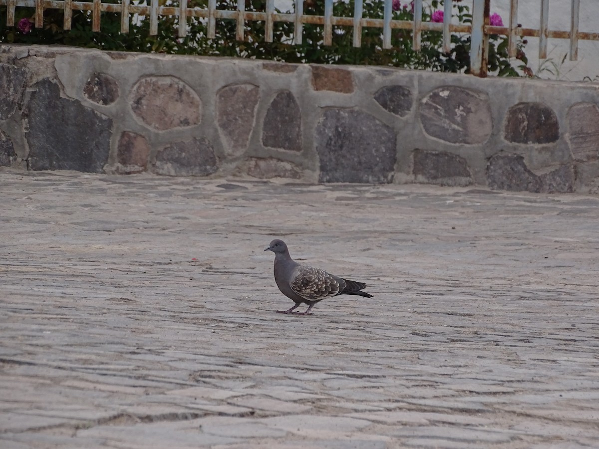 Spot-winged Pigeon - ML615272336
