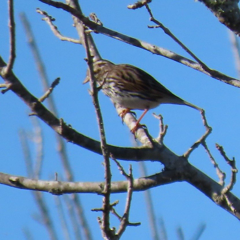 Savannah Sparrow - ML615272345