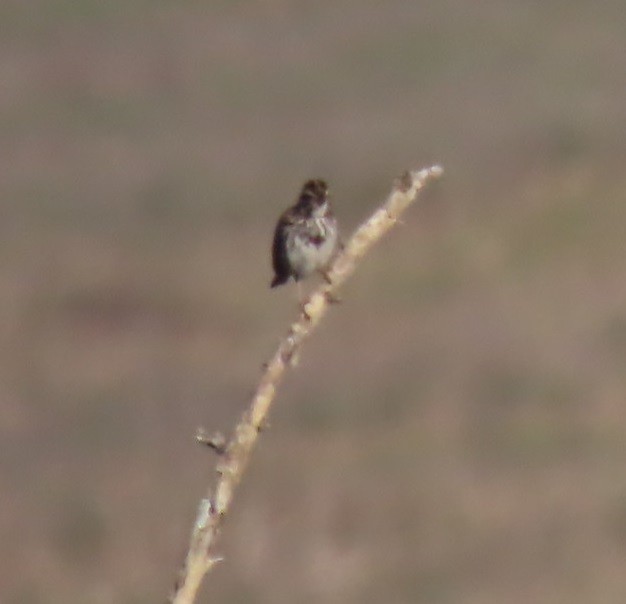 Savannah Sparrow - ML615272346