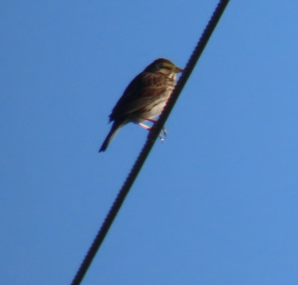 Savannah Sparrow - ML615272347