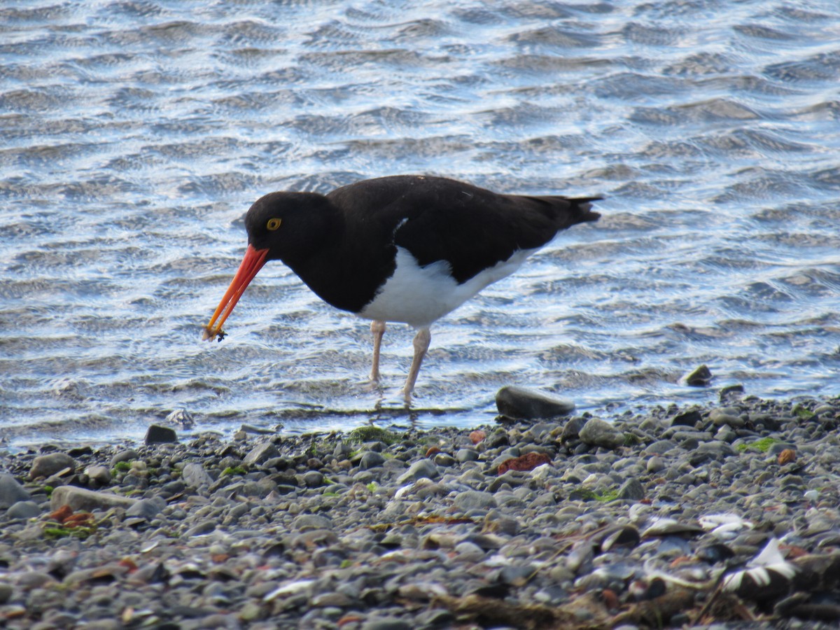 Magellanic Oystercatcher - ML615272407