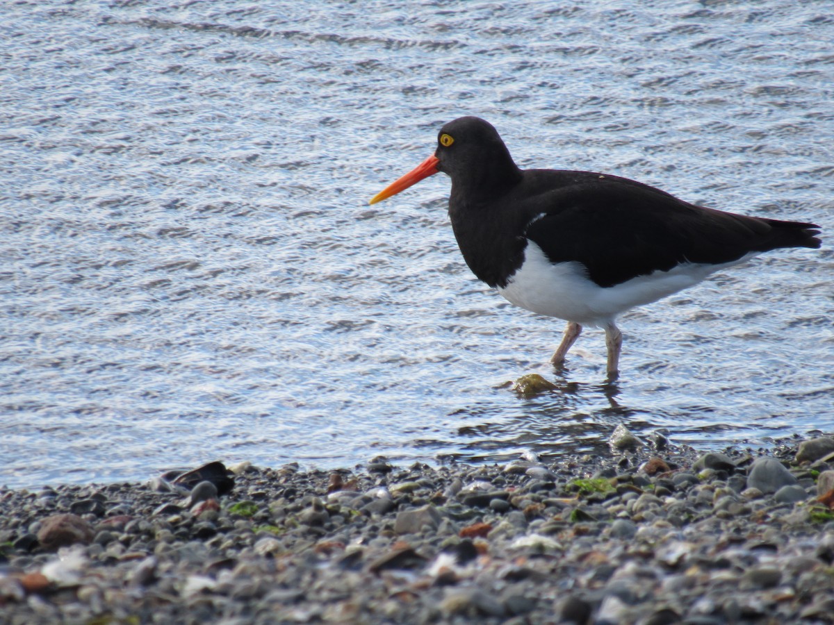 Magellanic Oystercatcher - ML615272409