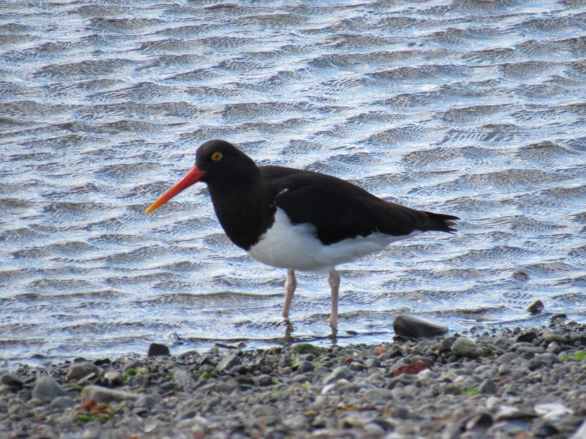 Magellanic Oystercatcher - ML615272410