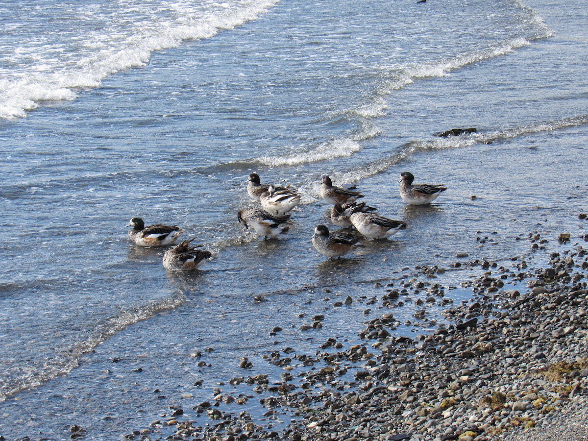 Chiloe Wigeon - Bastian Palma farias