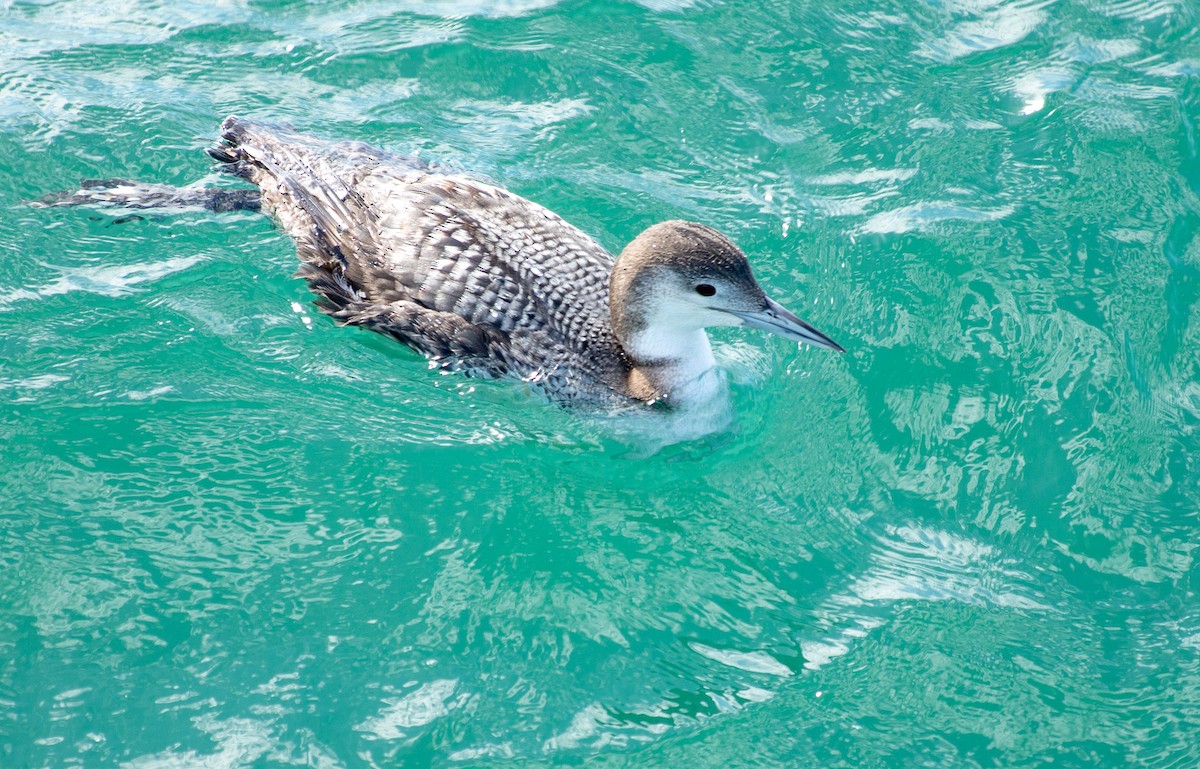 Common Loon - ML615272516