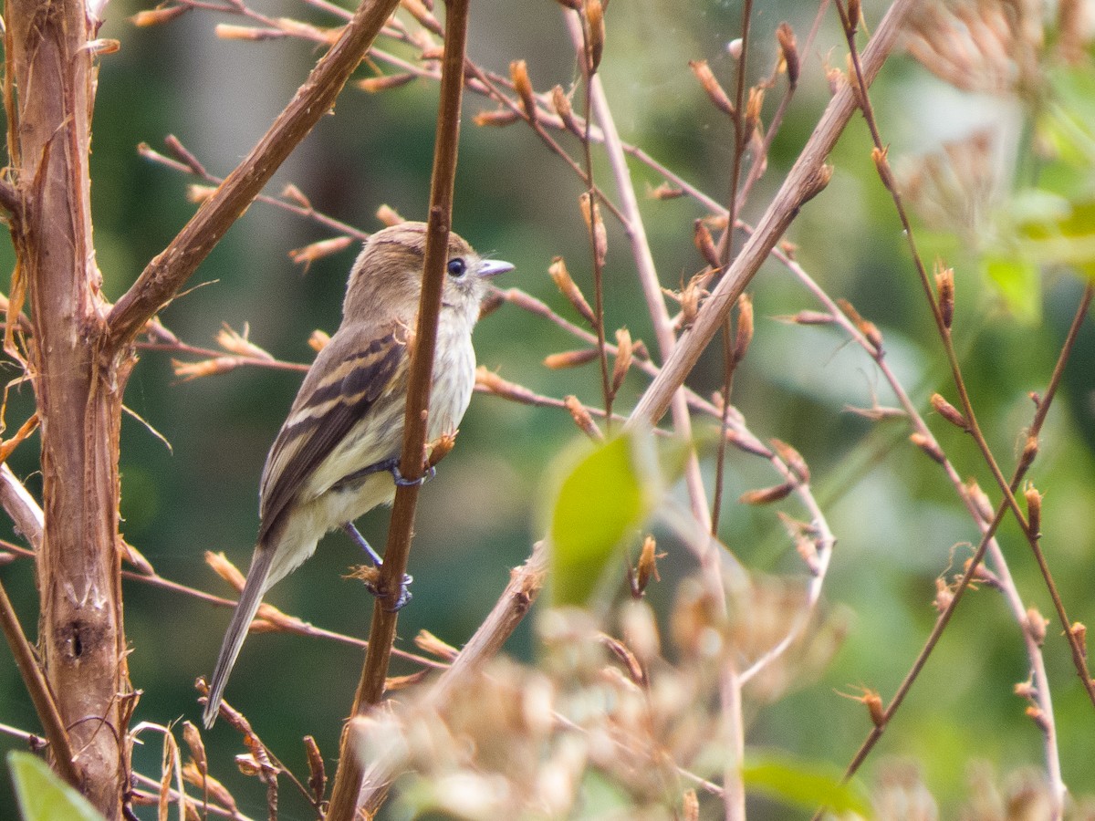 Bran-colored Flycatcher - ML615272643