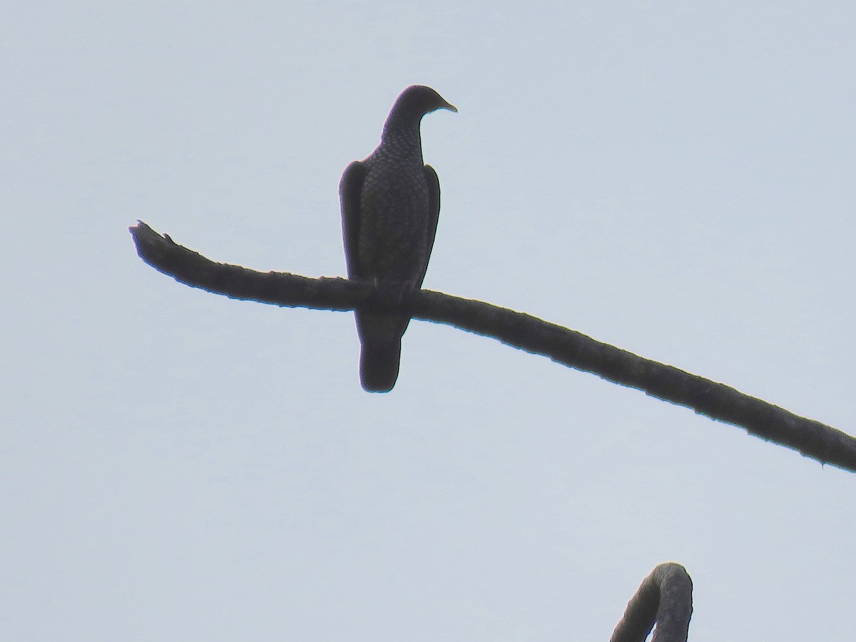 Scaled Pigeon - Joe and Carleen