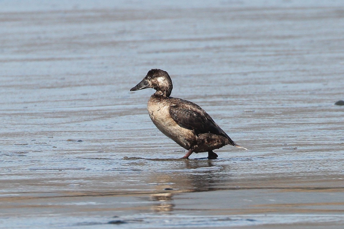 Surf Scoter - ML615272658