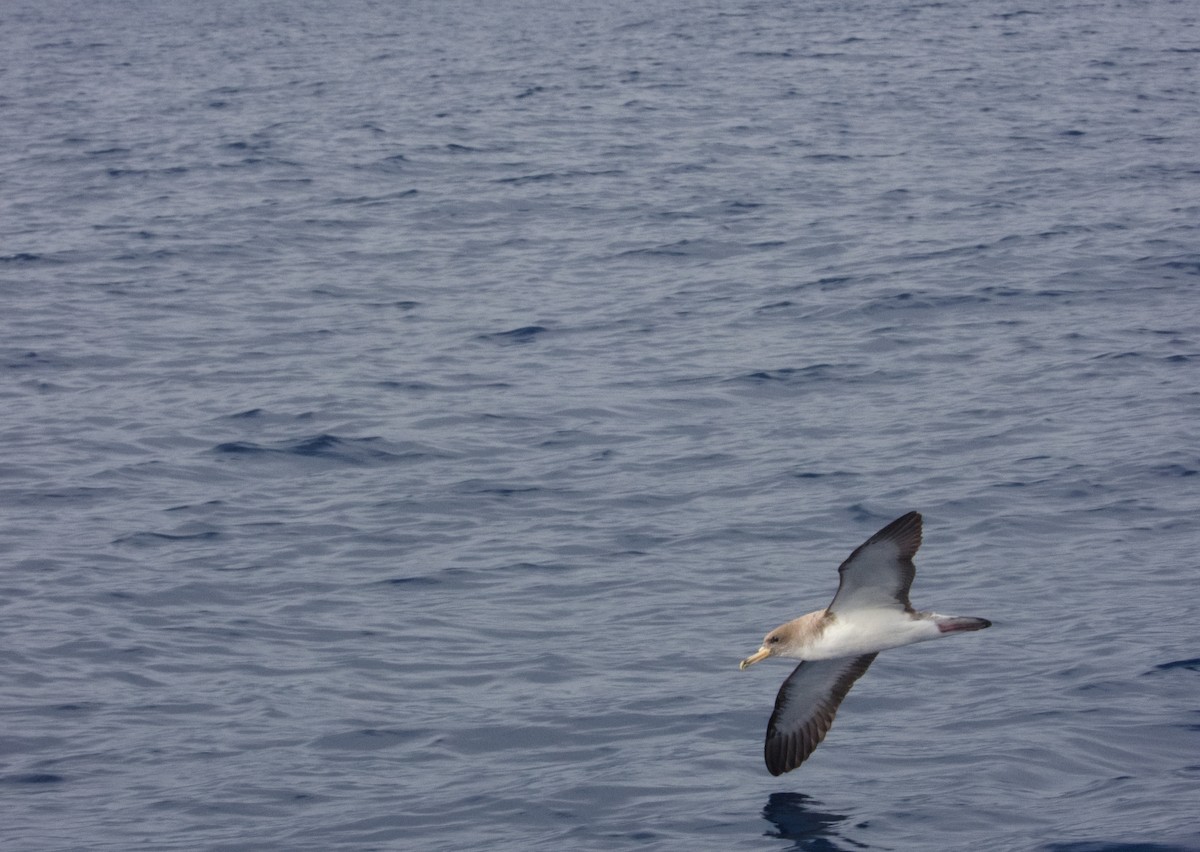 Cory's Shearwater - ML615272661