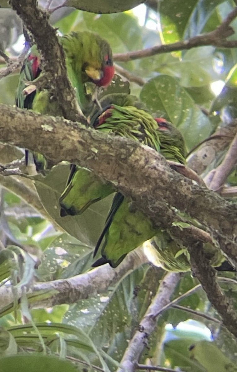 Kosta Rika Papağanı - ML615272667