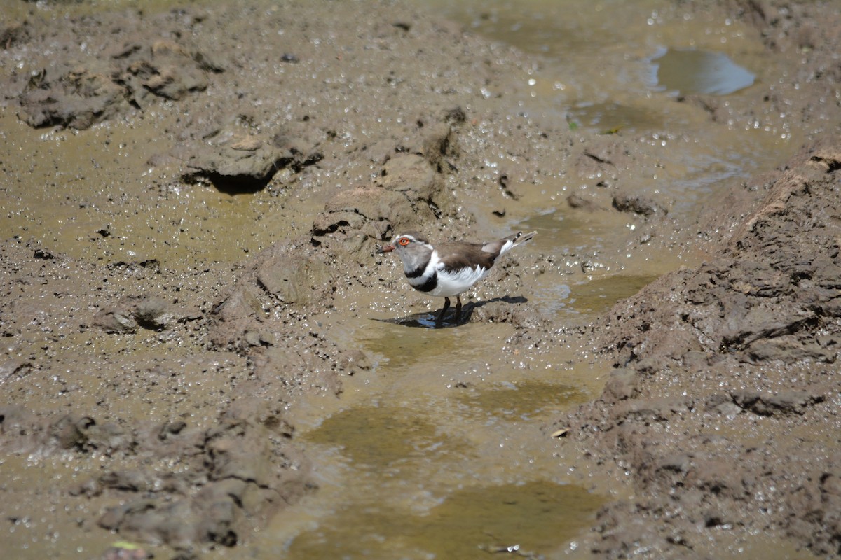 Three-banded Plover - ML615272670