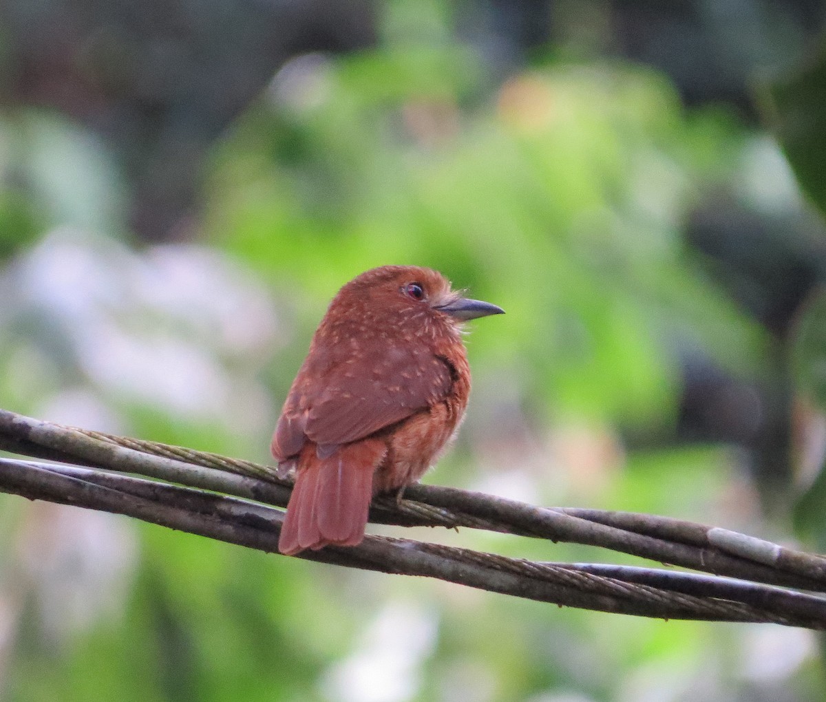 White-whiskered Puffbird - ML615272678