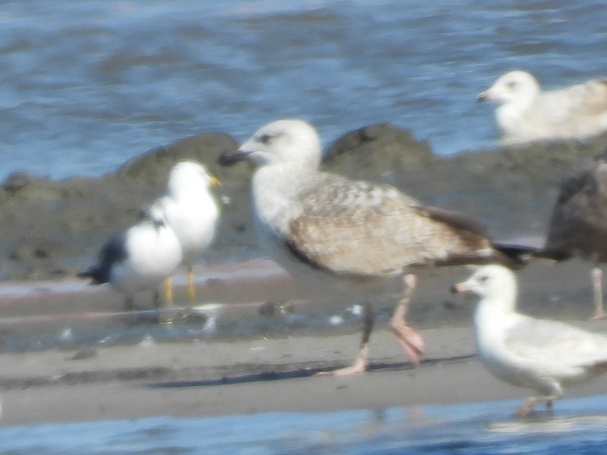 Great Black-backed Gull - Letha Slagle