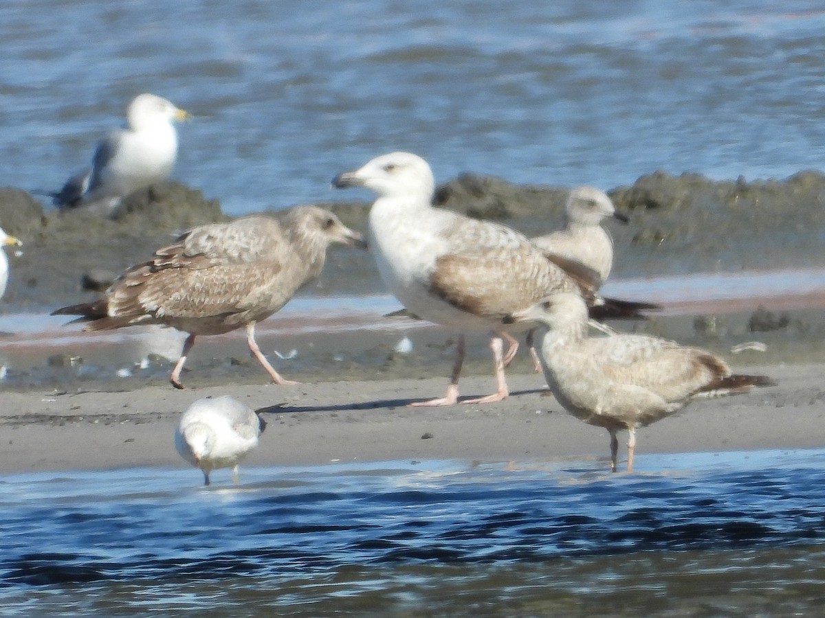 Great Black-backed Gull - ML615272680