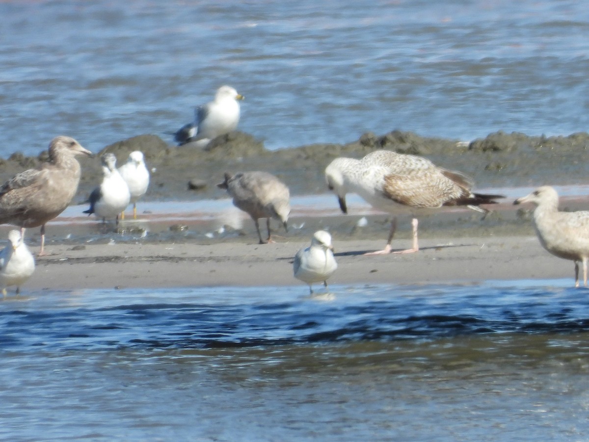 Great Black-backed Gull - ML615272681