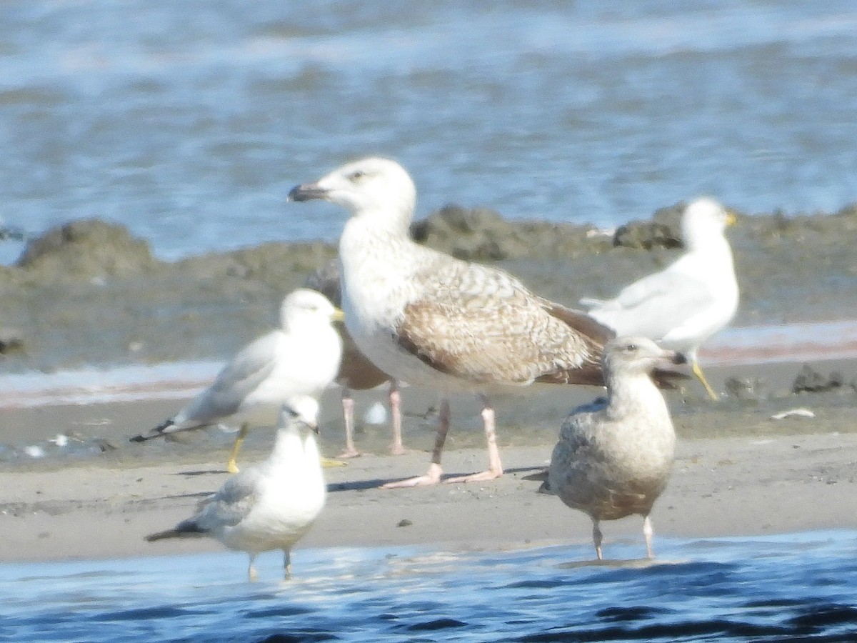 Great Black-backed Gull - ML615272682