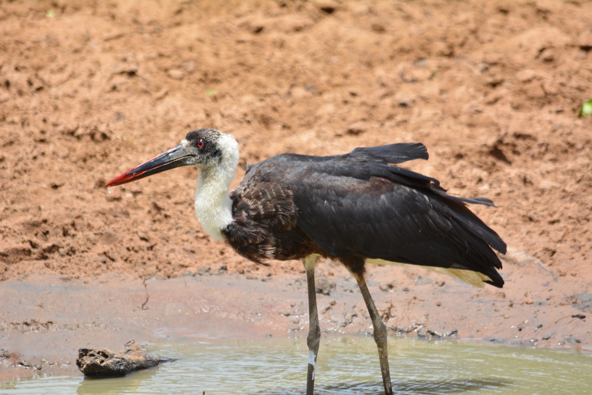 African Woolly-necked Stork - ML615272694