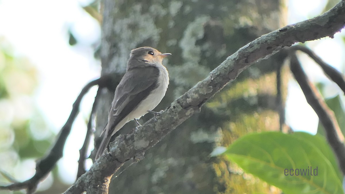 Asian Brown Flycatcher - ML615272699