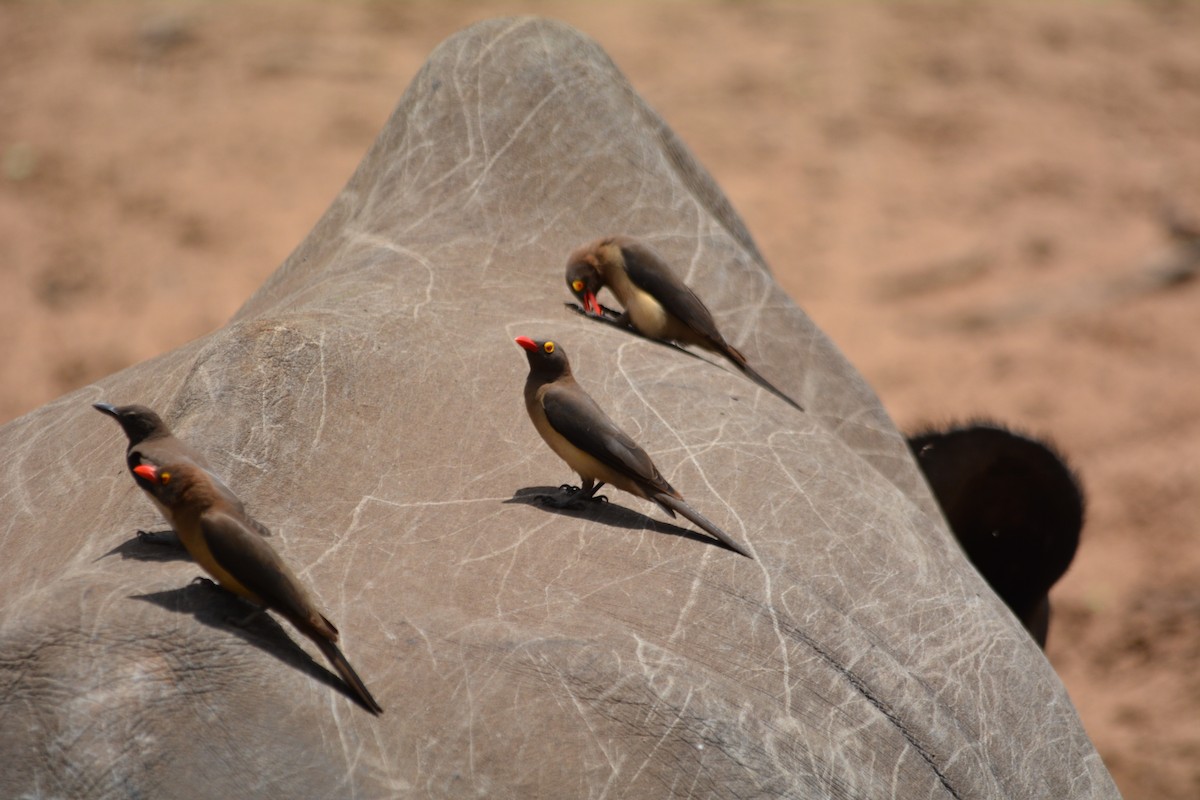 Red-billed Oxpecker - ML615272754