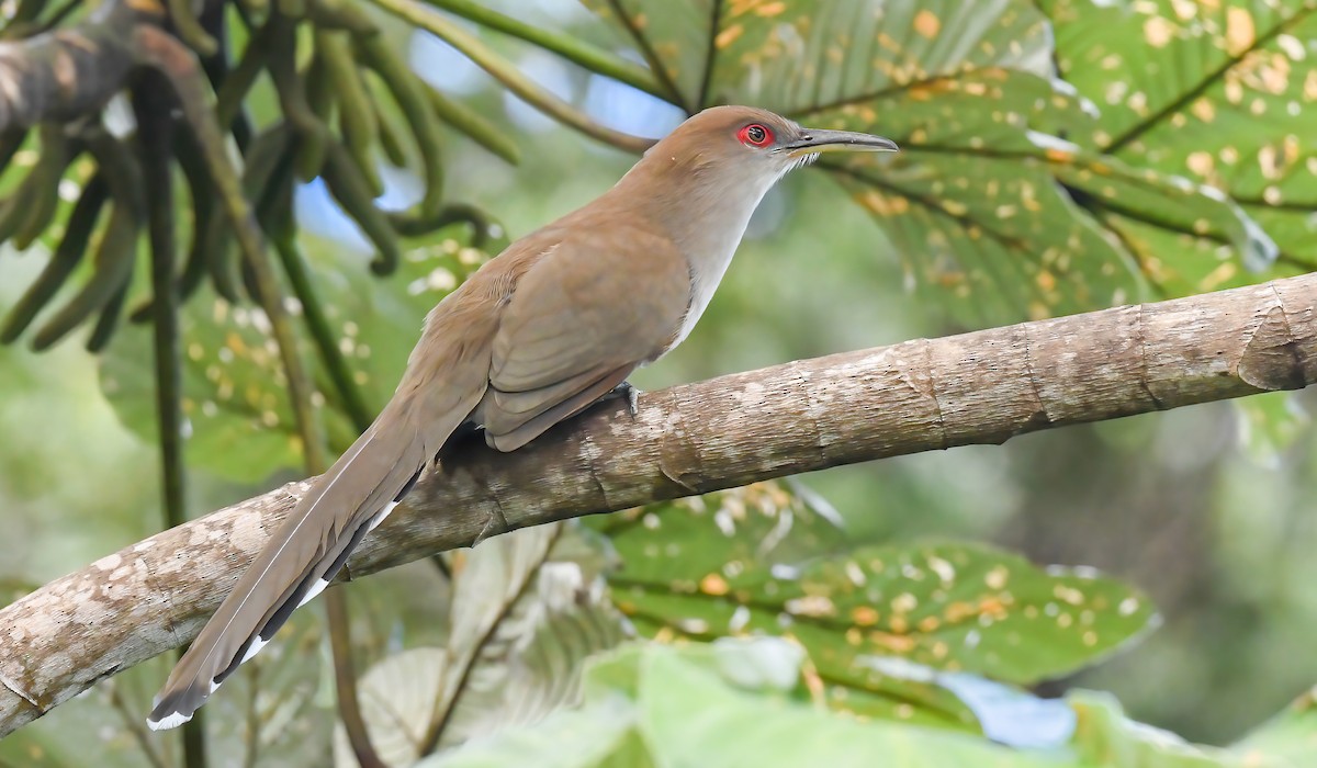 Puerto Rican Lizard-Cuckoo - ML615272812