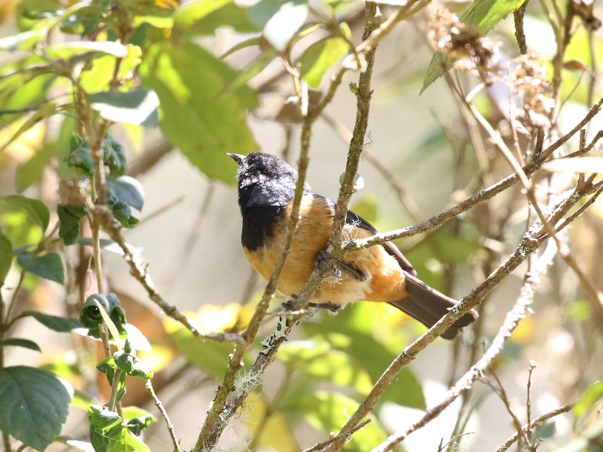 Blue-backed Conebill - ML615272854