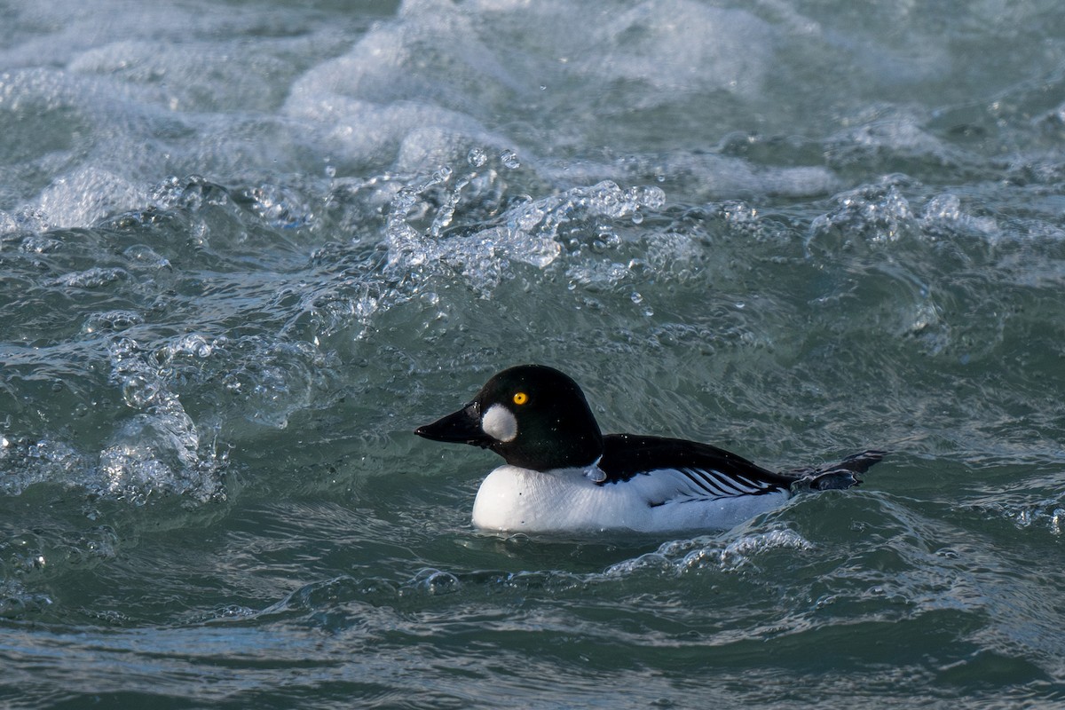 Common Goldeneye - Ian Campbell