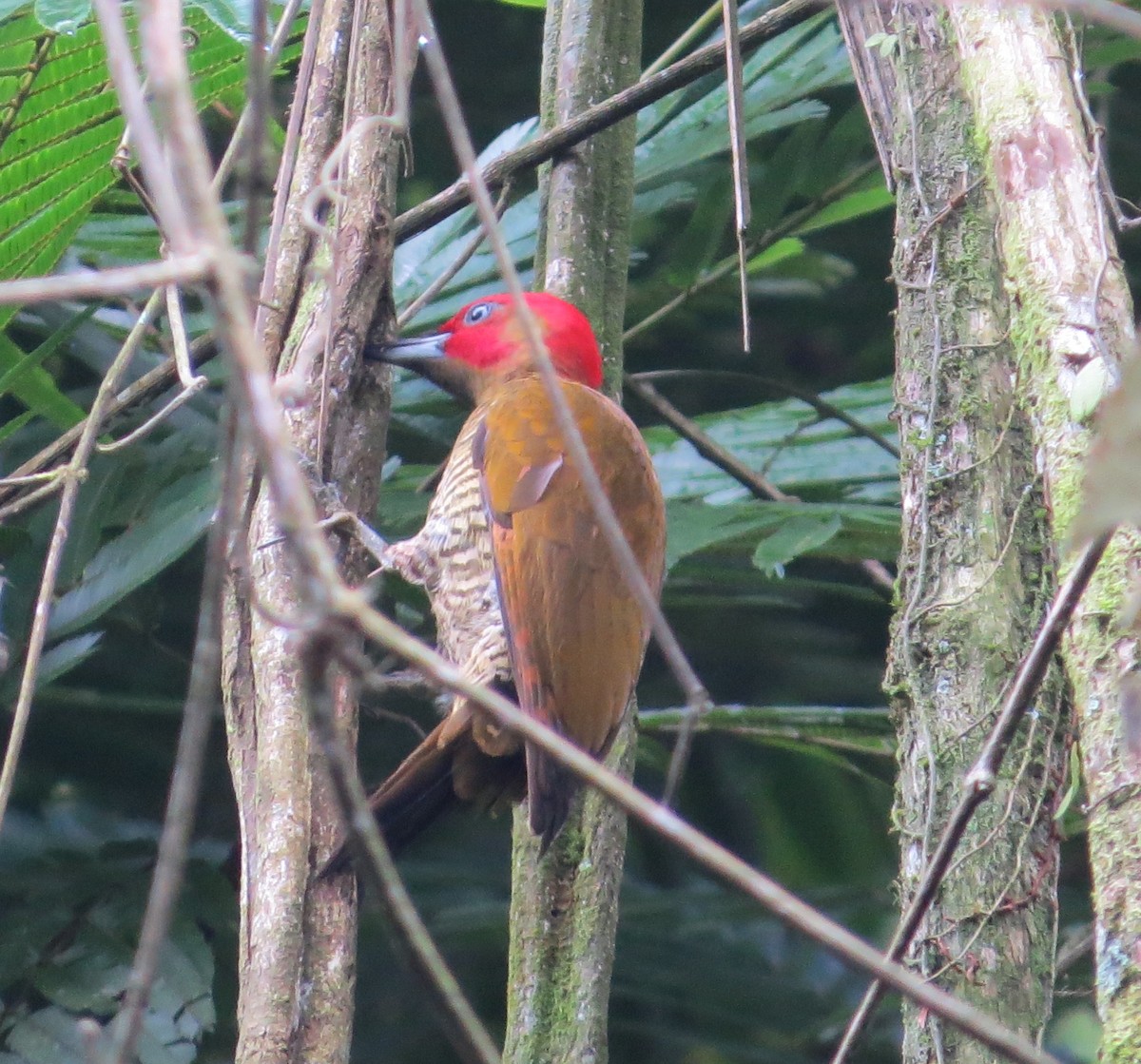 Rufous-winged Woodpecker - Joe and Carleen