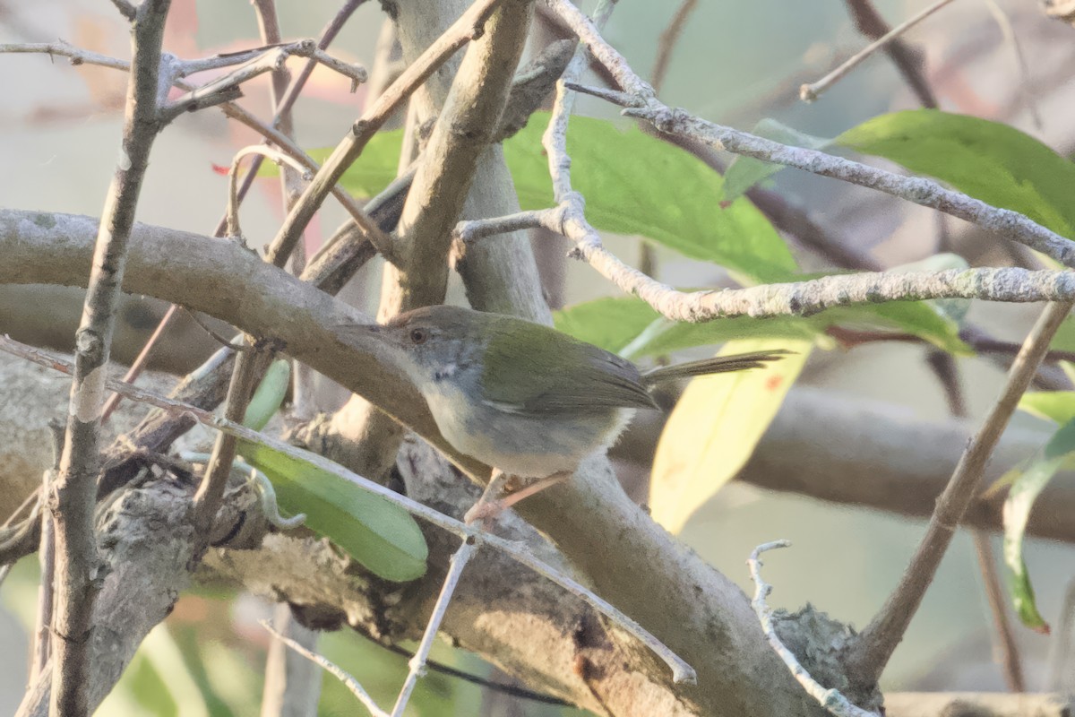 Common Tailorbird - ML615272925