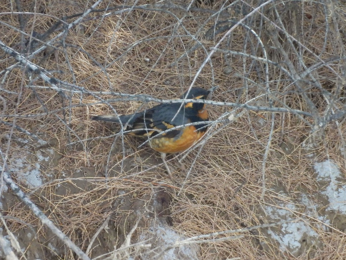 Varied Thrush - ML615272963