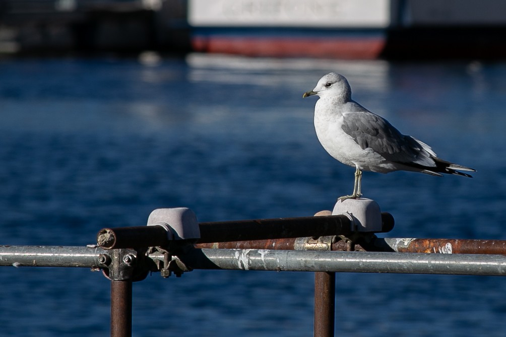 Black-headed Gull - ML615273048