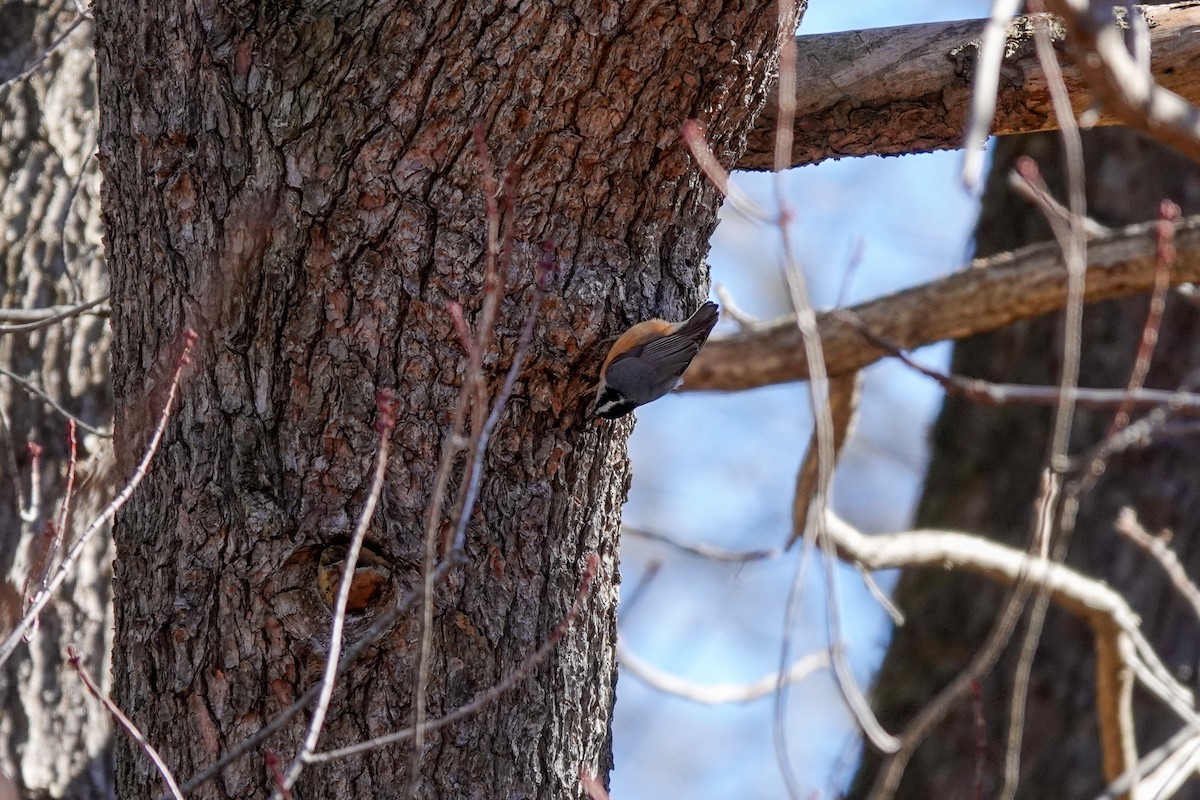 Red-breasted Nuthatch - ML615273052