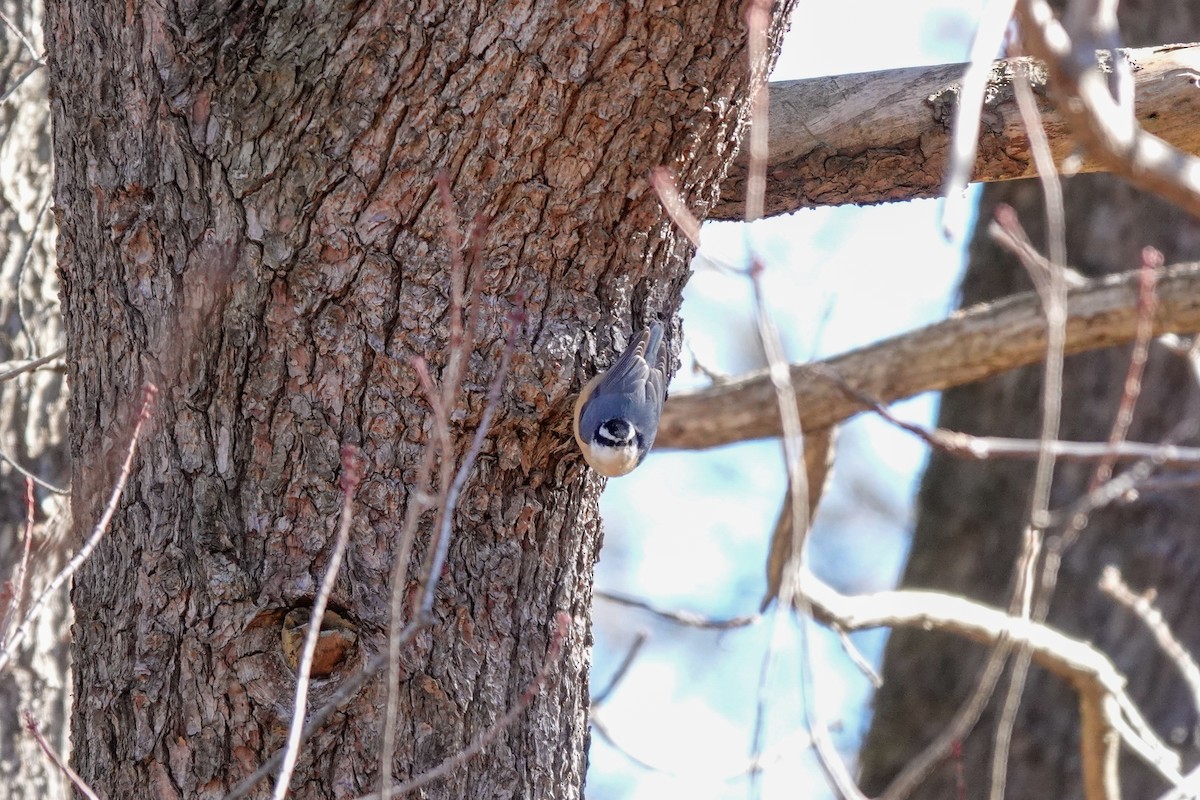 Red-breasted Nuthatch - ML615273053