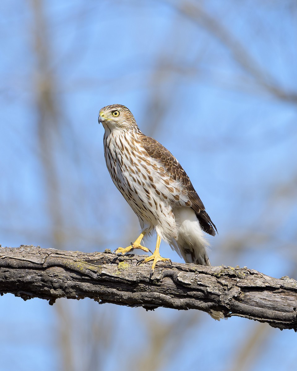 Cooper's Hawk - ML615273103