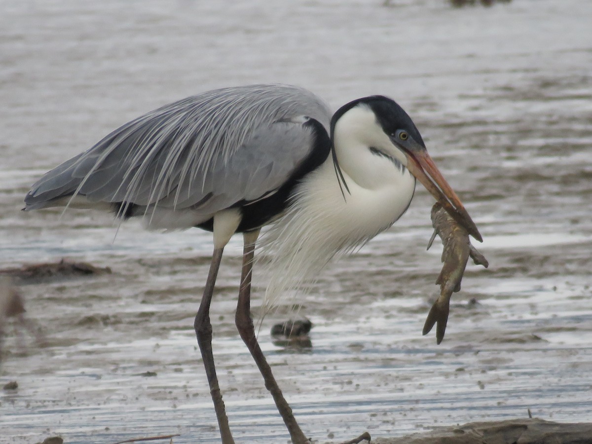 Cocoi Heron - Sergio luiz Carniel