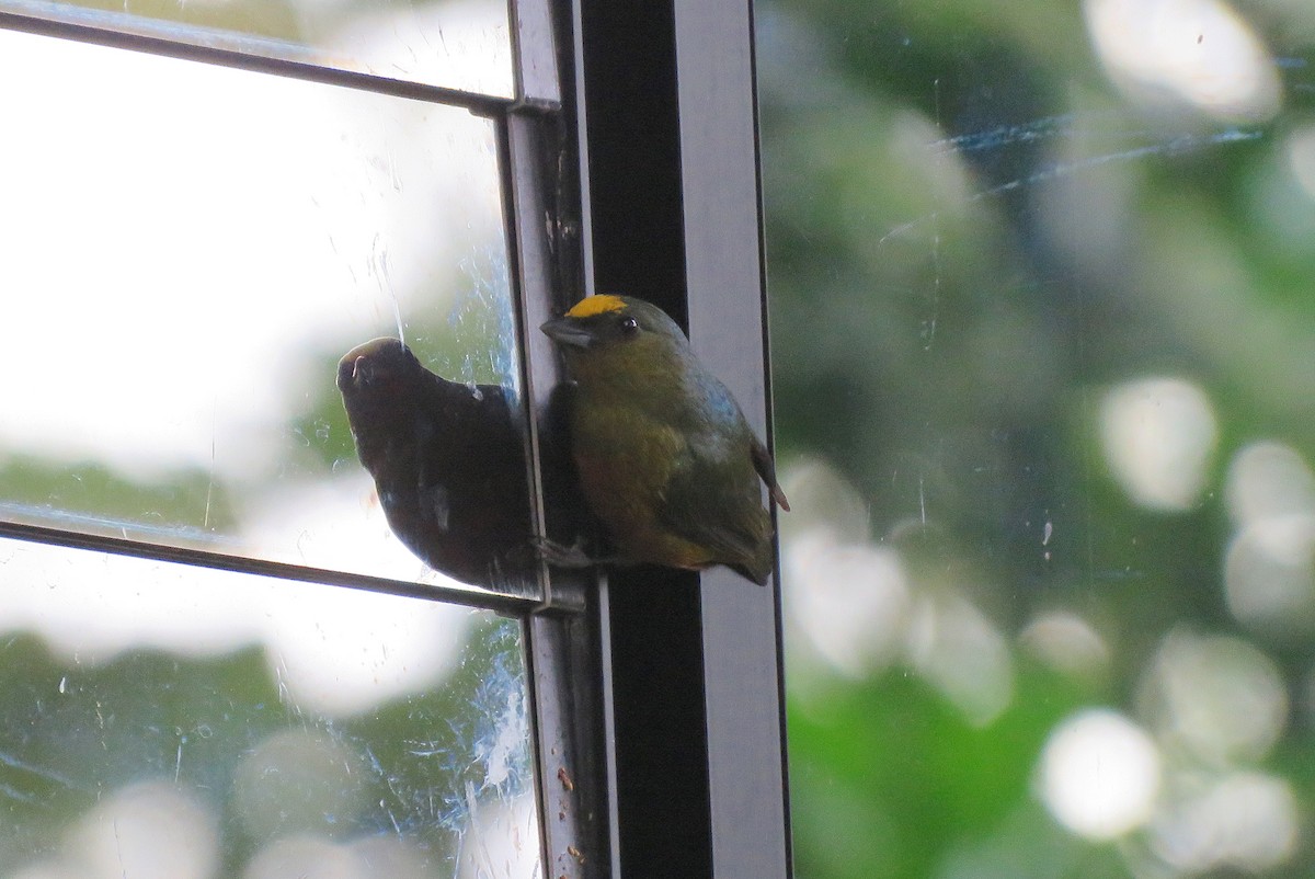 Olive-backed Euphonia - Joe and Carleen