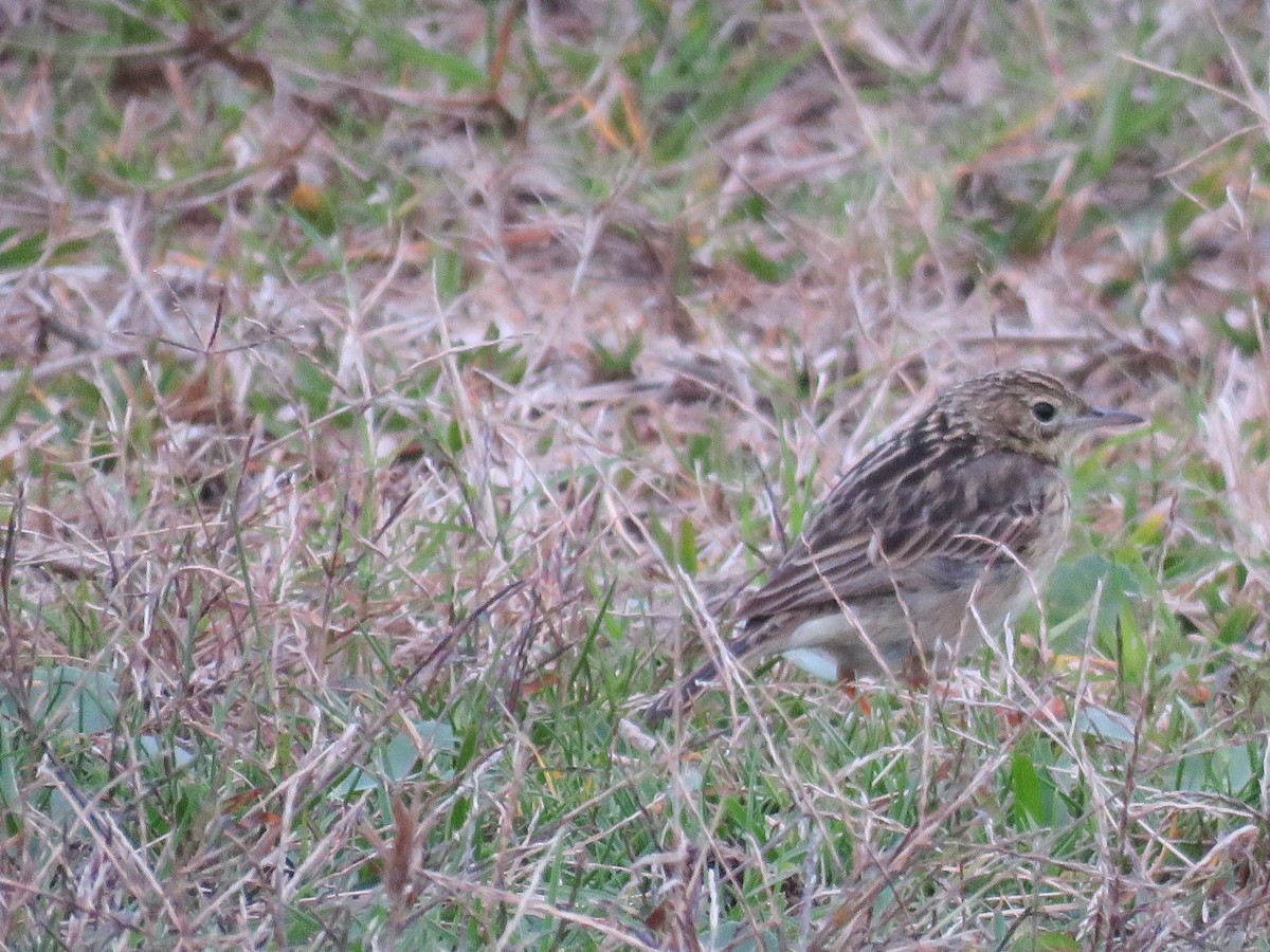 Yellowish Pipit - Sergio luiz Carniel